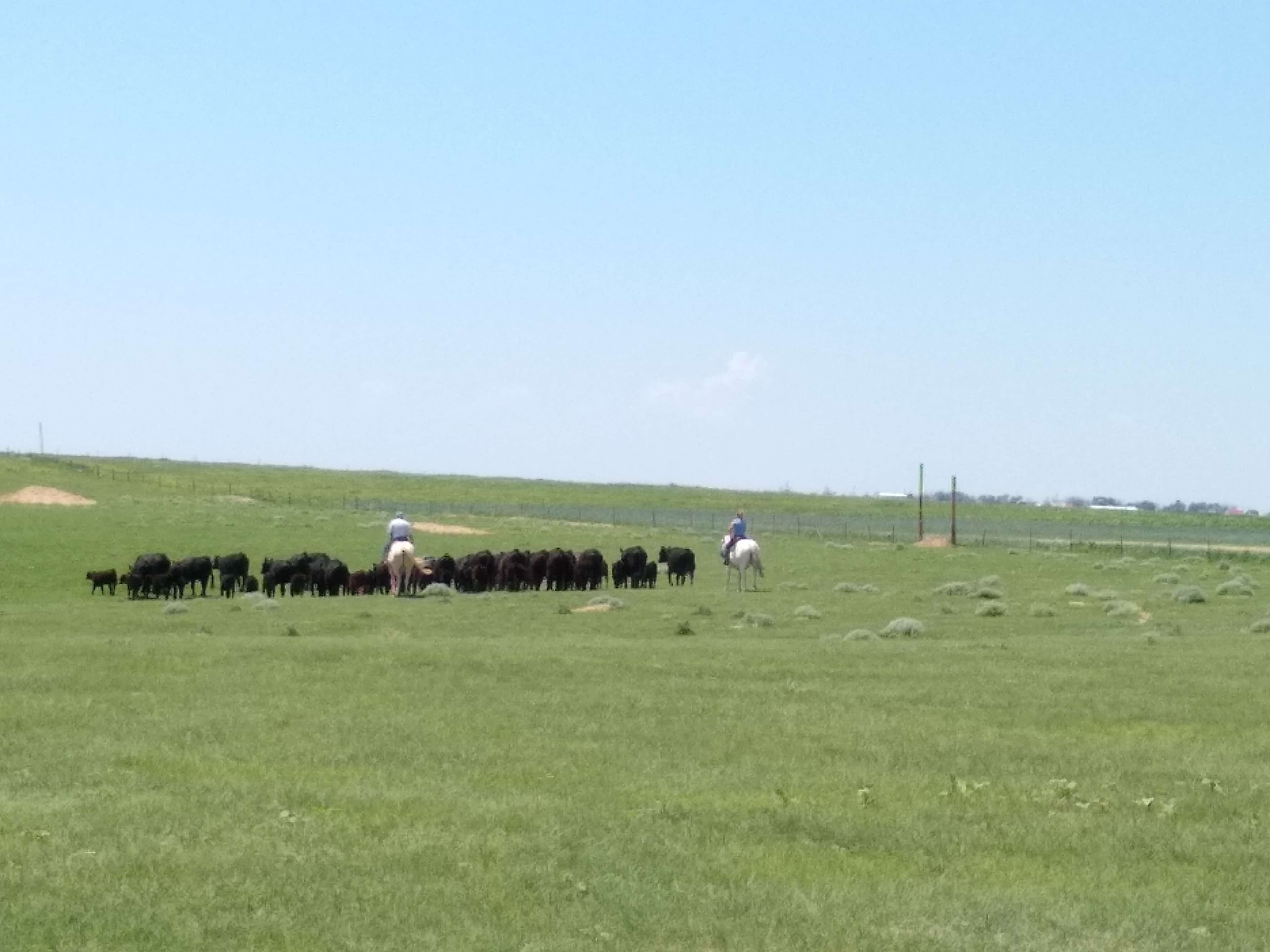 Two riders moving a bunch of black cattle across open green pasture under a wide sky