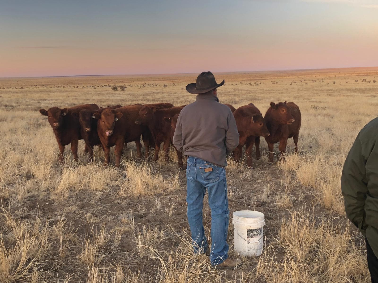 A rancher standing with a bucket in front of a small bunch of Red Angus cattle on open prairie