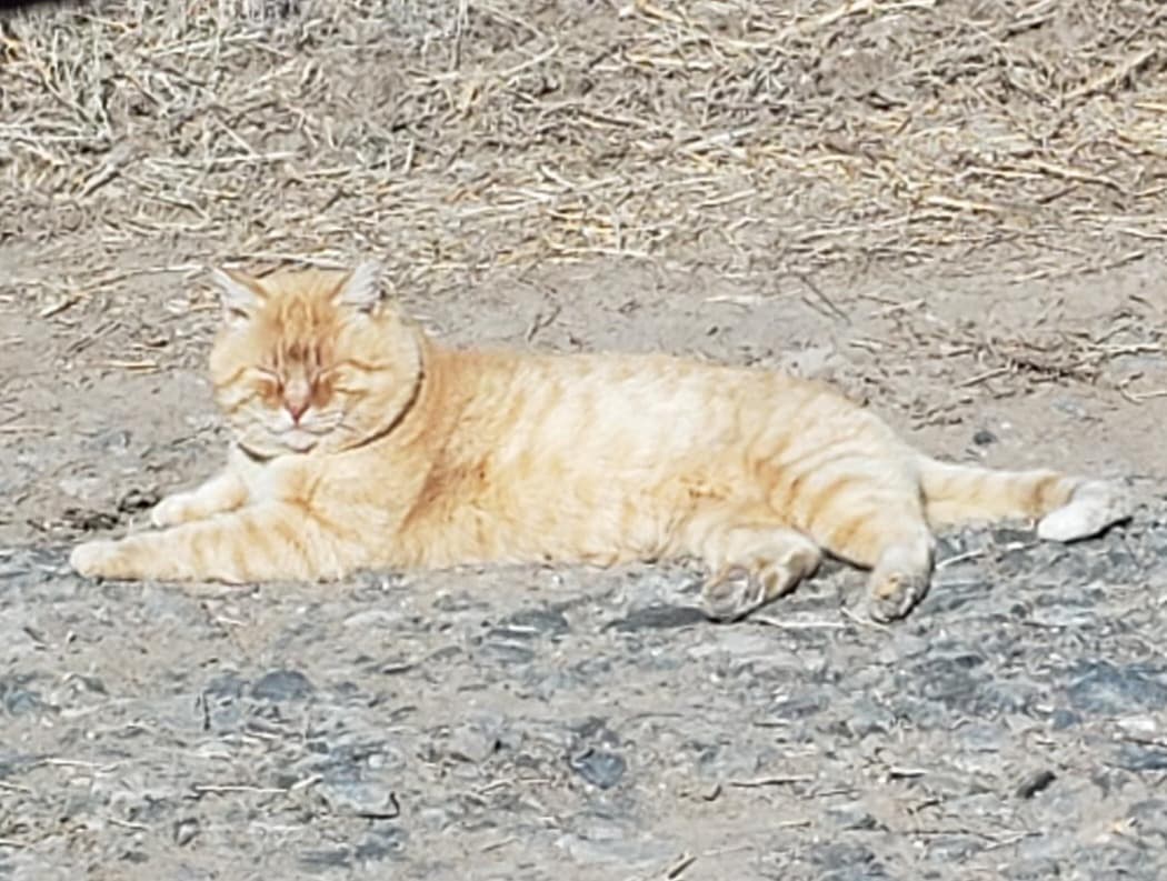 A ginger ranch cat stretched out asleep in the sun